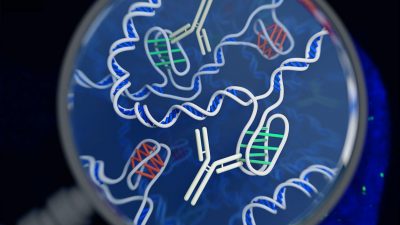 La doble hélice no es la única forma del ADN: hallan una estructura cuádruple en células humanas vivas