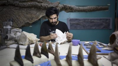 Paleontólogos y técnicos reconstruyen rica historia animal de Argentina