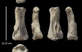Hallado en Arabia Saudí el fósil de ‘Homo sapiens’ más antiguo de Asia