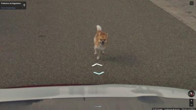 Perrito sigue al coche de Google Street View y sale en todas las fotos