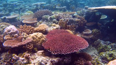 La Gran Barrera de Coral muestra sus armas para resistir al cambio climático un siglo