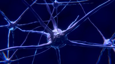 ¿Mueren las neuronas al envejecer? La ciencia dice ahora que no