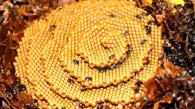 Estas abejas construyen misteriosas colmenas en forma de espiral