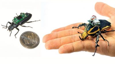 Científicos convierten escarabajos en cíborgs voladores que podrían salvar vidas en el futuro