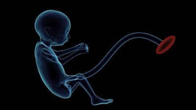 Reproducción sin mujeres ni hombres: crean ’embriones autosuficientes’