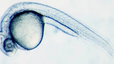 La identidad no está determinada genéticamente