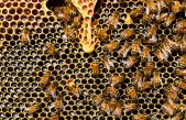 Día Mundial de las Abejas