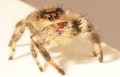 Los científicos entrenan a una araña saltadora con el objetivo de crear microrrobots ágiles