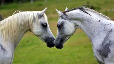 Los caballos mejoran la calidad de vida de personas con esclerosis múltiple