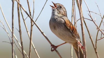 El pájaro que canta la misma canción desde hace mil años