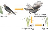 Descubren un insecto que se reproduce después de muerto