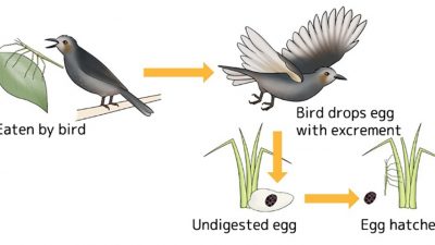 Descubren un insecto que se reproduce después de muerto