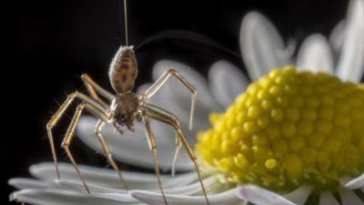 Las arañas usan electricidad para volar