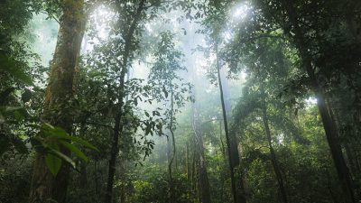 Captan al único sobreviviente de una tribu indígena amazónica