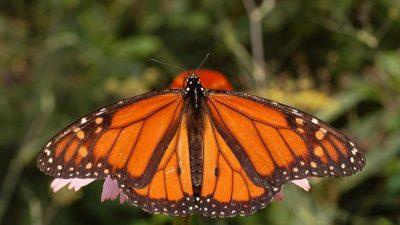 ¿Cómo pueden las mariposas monarca volar 5.000 kilómetros sin perderse?