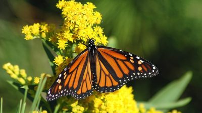 Aumento en niveles de dióxido de carbono amenaza a las mariposas monarca