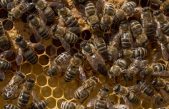 Investigadores chinos descubren que abejas reinas tienen excepcional memoria y habilidad de aprendizaje