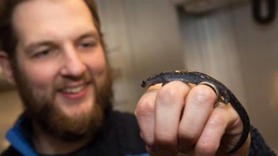 La extraña evolución de una clase de salamandras con un único sexo