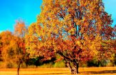 Los 22 árboles coloridos más bonitos del mundo
