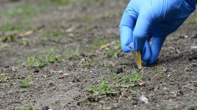 Microorganismos de la Antártida permitirían cultivar suelos infértiles