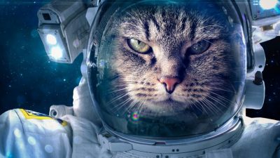 Los animales que viajaron al espacio