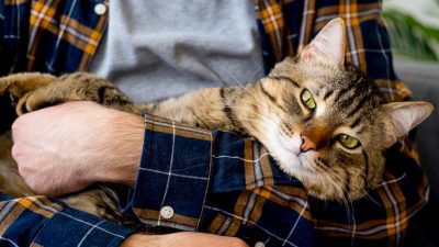 Cómo los gatos nos demuestran su cariño