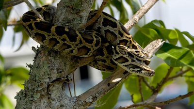 Descubren una ‘súper serpiente’ capaz de adaptarse a distintos ambientes