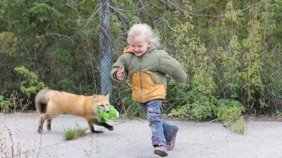 Los genes que hacen que los zorros sean tan cariñosos como los perros