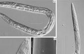 Resucitan gusanos de hace 42.000 años a causa del deshielo en Siberia
