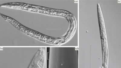 Resucitan gusanos de hace 42.000 años a causa del deshielo en Siberia