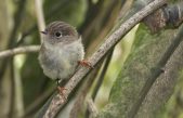 Vivir en una isla agranda el cerebro