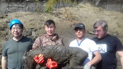 Hallan un potro congelado de hace 40.000 años en la ‘puerta al mundo subterráneo’ en Siberia