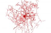El nuevo tipo de neuronas que podría guardar la clave de la mente humana