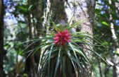 Bromelias epifitas, plantas que ayudarían a generar planes para mitigar el cambio climático