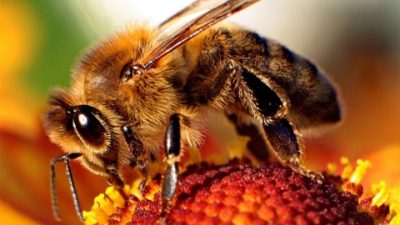 “Situación catastrófica”: Científicos advierten sobre la posible desaparición de las abejas en los próximos años