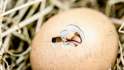 ¿Qué fue primero, el huevo o la gallina? La física cuántica ha resuelto la paradoja