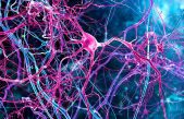 Neuronas de rosa mosqueta: el recién descubierto nuevo tipo de célula cerebral humana
