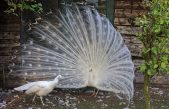 Las 10 aves más bellas del mundo