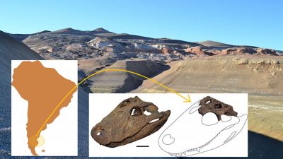 Hallan antepasado del yacaré que habitó la Patagonia hace 65 millones de años