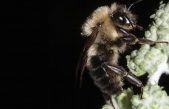 ¿Qué les pasó a las abejas en el último eclipse solar?