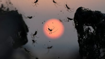 Como en una película de terror: Miles de arañas se adueñan de un lago en Grecia