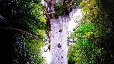 El árbol sabrado de los maoríes está en peligro.