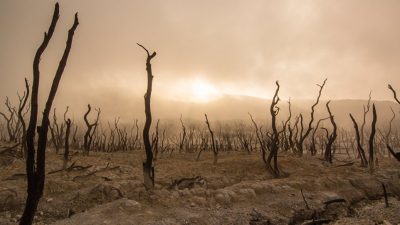 Estas especies podrán sobrevivir a cualquier cataclismo global