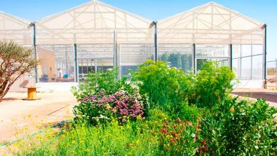 Cultivar en el desierto ya es posible con invernaderos que utilizan energía solar y agua del mar