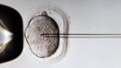 ¿Será posible cambiar el ADN? Japón busca legalizar la ‘redacción’ de genes en embriones humanos