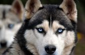 Por qué los huskies tienen los ojos azules