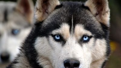Por qué los huskies tienen los ojos azules