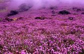 Raras flores que florecen una vez cada 12 años pintan praderas de azul violeta en la india