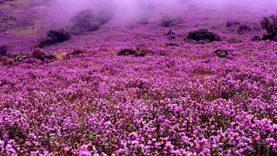 Raras flores que florecen una vez cada 12 años pintan praderas de azul violeta en la india