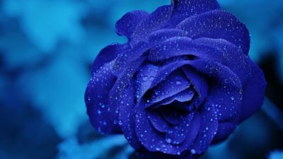 En busca de la rosa azul: una flor de leyenda china